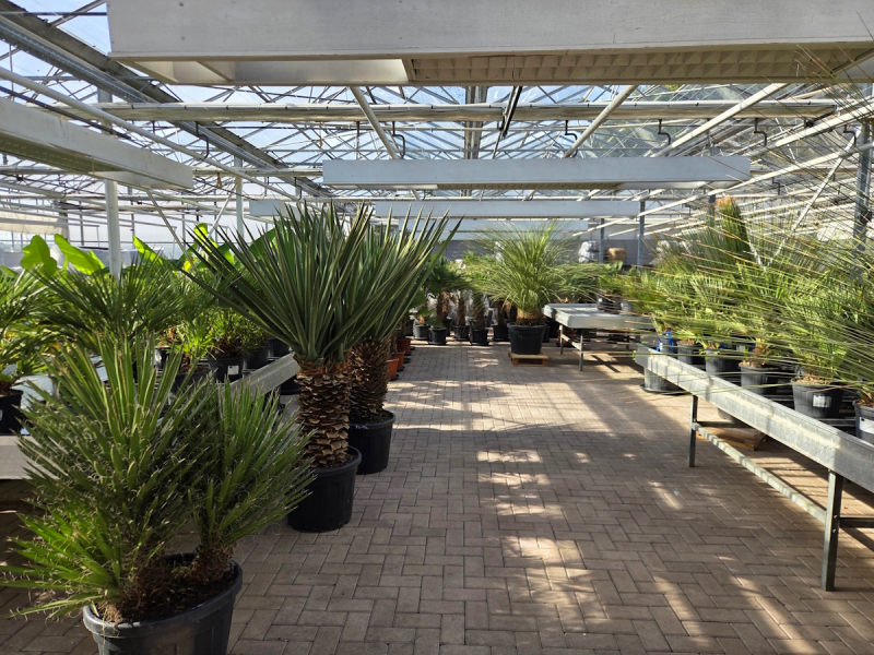Yucca Rostrata 165 cm - genau den im Bild mit der Nr.64